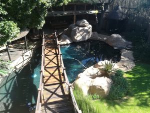 rocher piscine verdure arbre pont