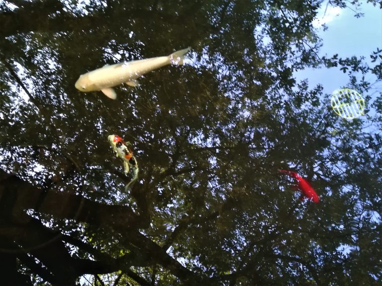 bassin carpes