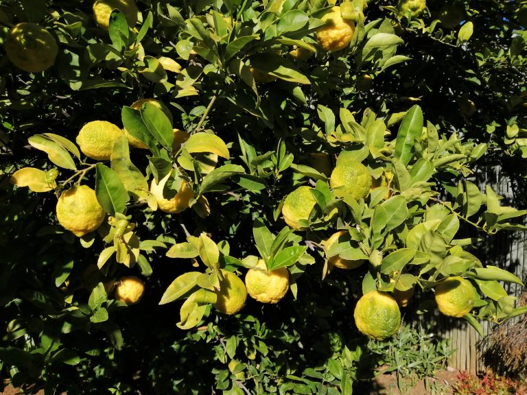 Citron citronnier