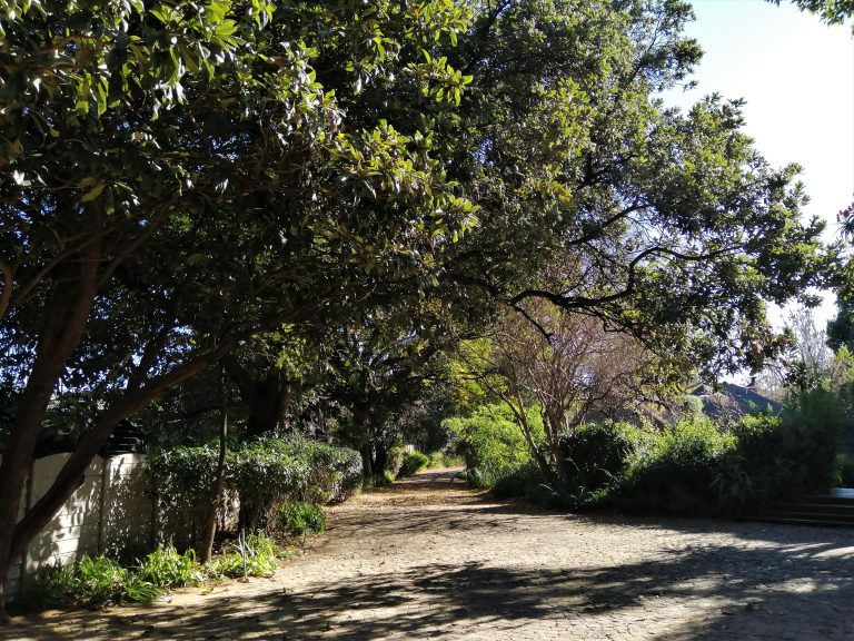 arbre feuille