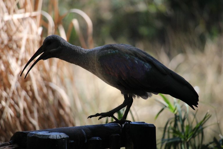 IMG_6938