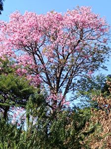 IMG_20240504_104230
