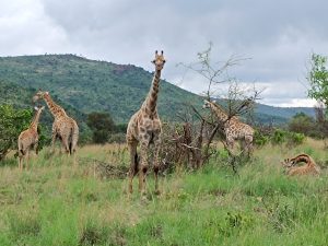 IMG_20250111_100229
