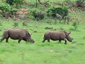 IMG_20250111_110712